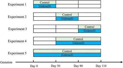 Effect of Maternal Sildenafil Supplementation During Gestation on the Reproductive Performance of Sows/Gilts and Growth Performance of Neonatal Piglets